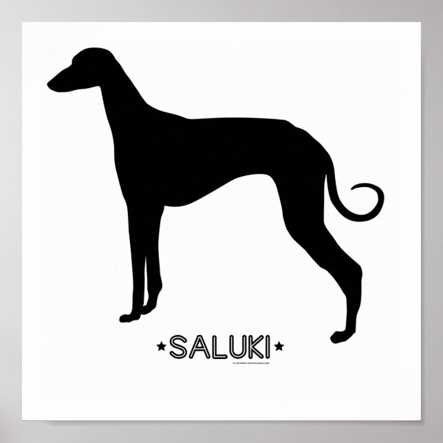 Affiches Saluki Print (Devant)
