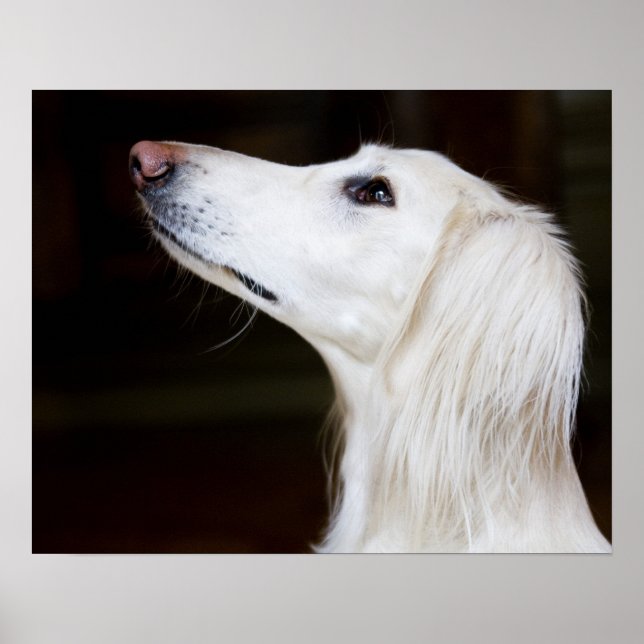 Affiches Saluki se lève (Devant)