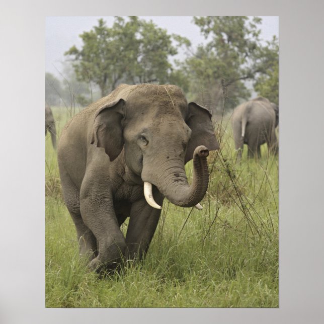 Affiches Salutation de l'éléphant d'Asie indien (Devant)