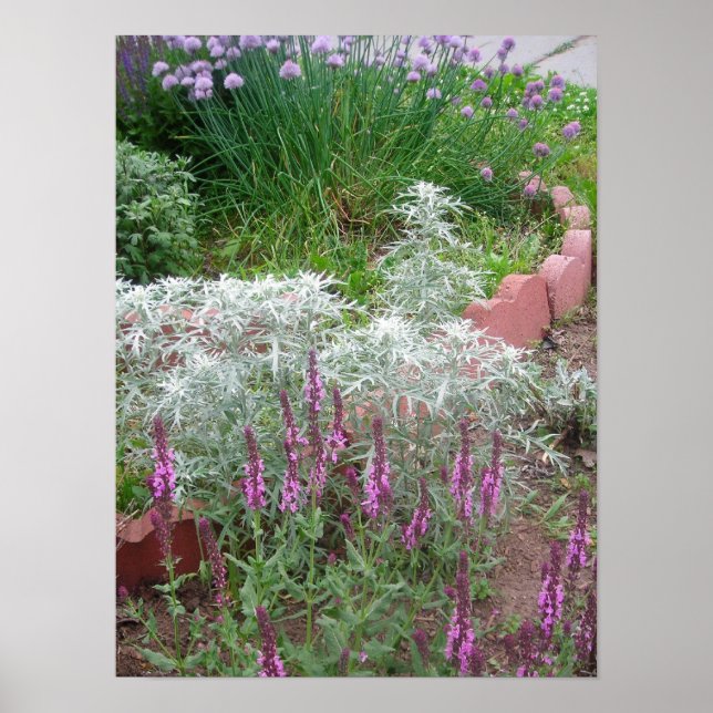 Affiches Salvia rose, artésie et ciboulette (Devant)