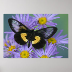 Affiches Sammamish Washington Photographie de papillon