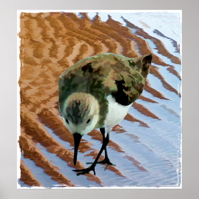 Affiches Sandpiper à la plage (Devant)