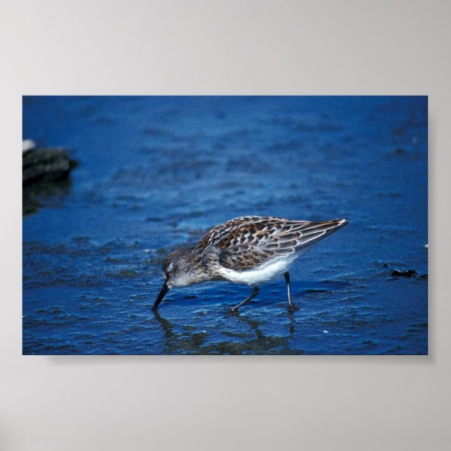 Affiches Sandpiper occidental (Devant)