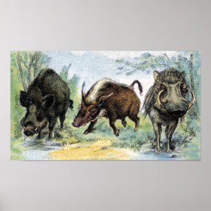 Affiches Sangliers