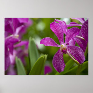 Affiches Sanskrit de Singapour pour Lion City). National