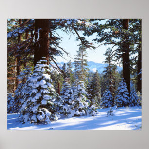 Affiches Sapins rouges enneigés dans la High Sierra 2