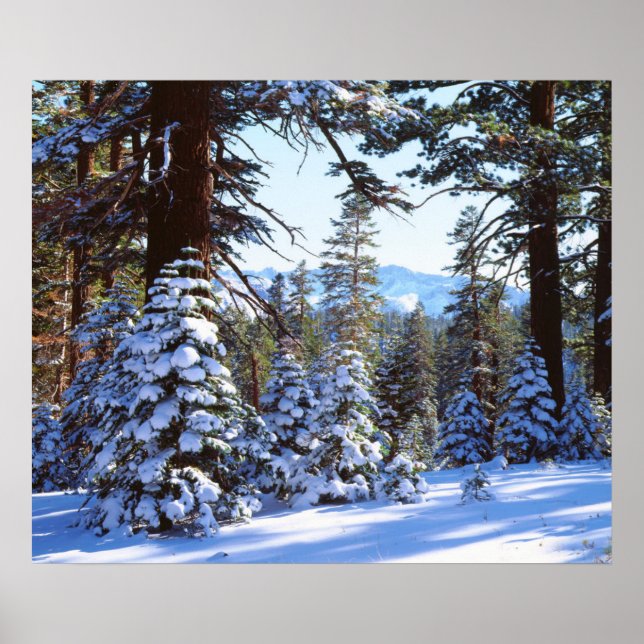 Affiches Sapins rouges enneigés dans la High Sierra 2 (Devant)
