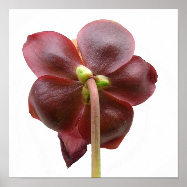 Affiches Sarracenia purpurea Pitcher Fleur Plante (Devant)