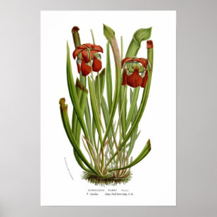 Affiches Sarracenia rubra