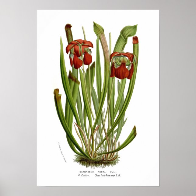 Affiches Sarracenia rubra (Devant)