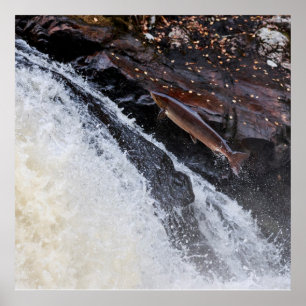 Affiches Saut du salmo Salar de saumon atlantique