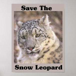 Affiches Sauvez le léopard de neige