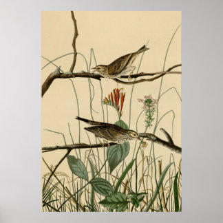 Affiches Savannah Finch