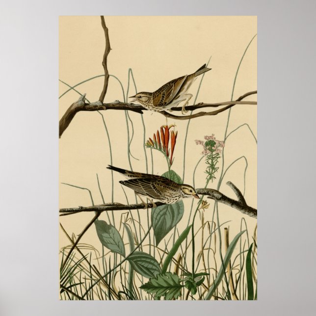 Affiches Savannah Finch (Devant)