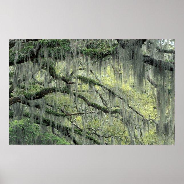 Affiches Savannah, Géorgie, arbre de chêne vivant drapé de (Devant)