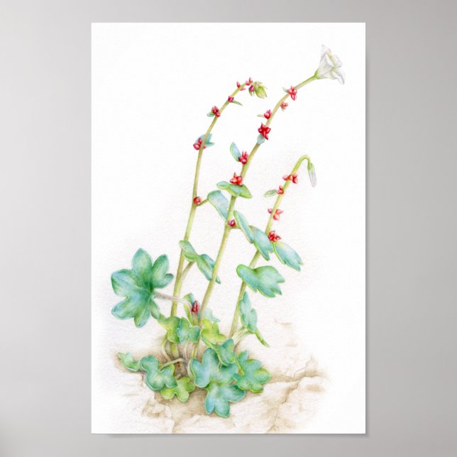 Affiches Saxifraga cernua alpine plante aquarelle art (Devant)