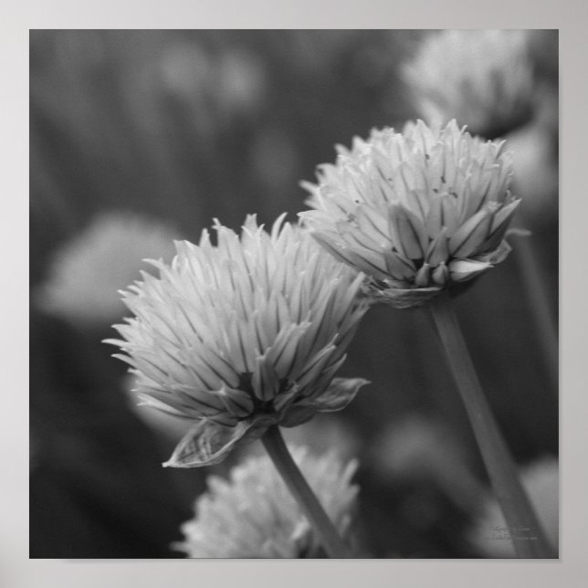 Affiches Scallions floraux noir blanc imprimé (Devant)