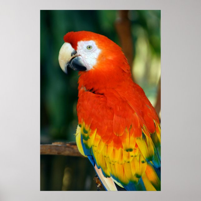 Affiches Scarlet Macaw (Devant)