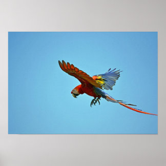 Affiches Scarlet Macaw en vol
