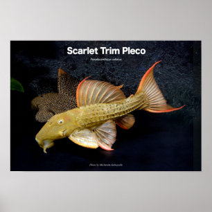 Affiches Scarlet Trim Pleco のポスター