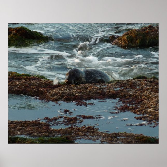 Affiches Sceau de port Lit Sunset I à San Diego (Devant)