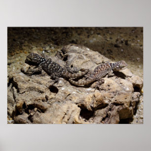 Affiches Sceloporus cyanogenys