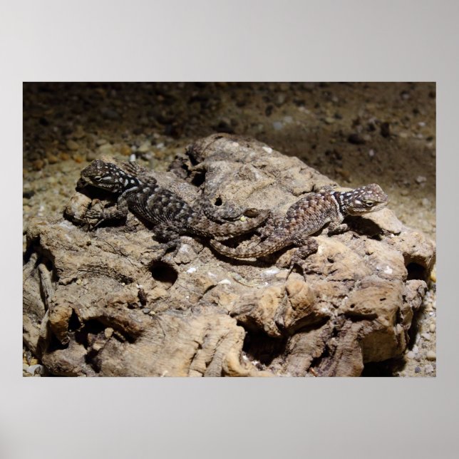 Affiches Sceloporus cyanogenys (Devant)