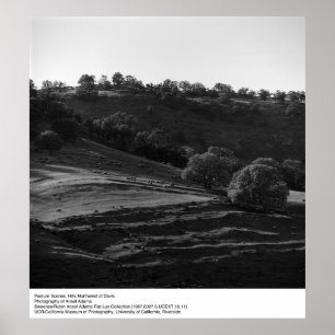 Affiches Scène de pâturage par Ansel Adams