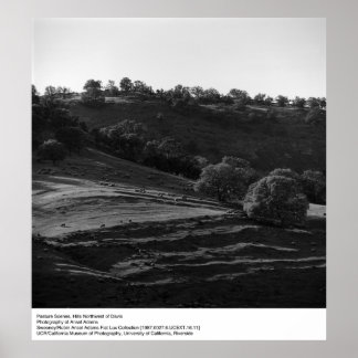Affiches Scène de pâturage par Ansel Adams