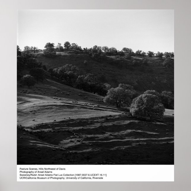 Affiches Scène de pâturage par Ansel Adams (Devant)