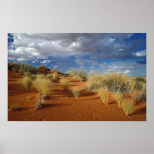 Affiches Scène du désert du Kalahari, Kgalagadi Transfronti