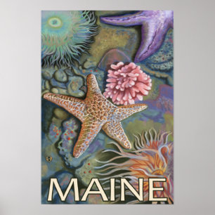 Affiches Scène MaineTidepool