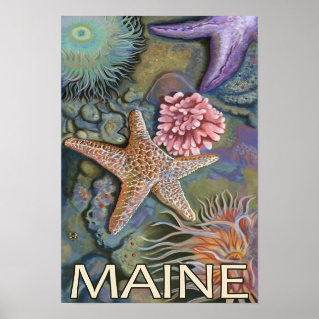 Affiches Scène MaineTidepool (Devant)