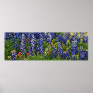 Affiches Scène panoramique Bluebonnet