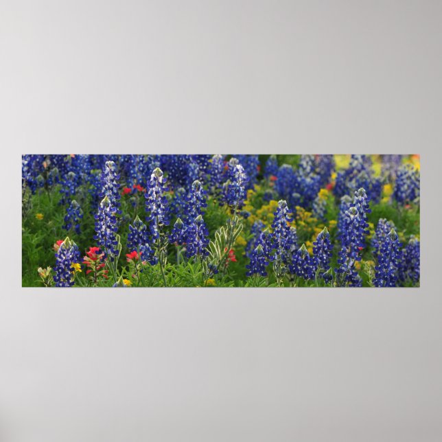 Affiches Scène panoramique Bluebonnet (Devant)