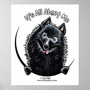 Affiches Schipperke IAAM
