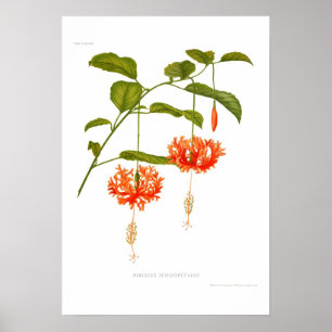 Affiches Schizopetalus de ketmie