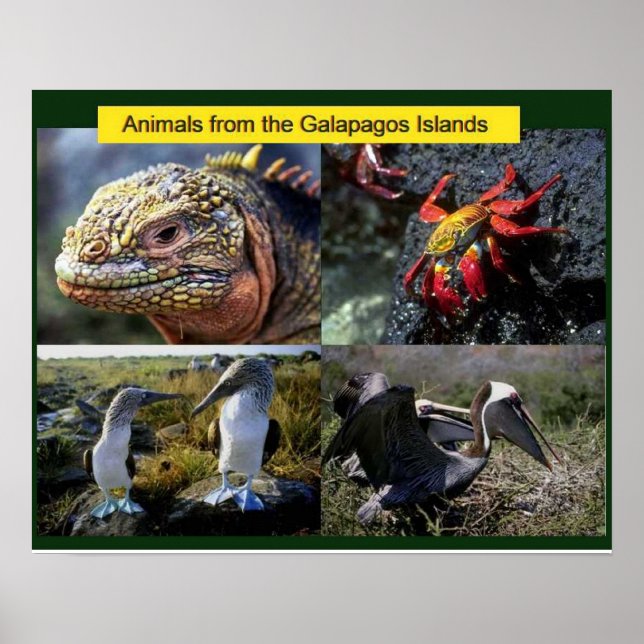 Affiches Science, animaux des Galapagos (Devant)