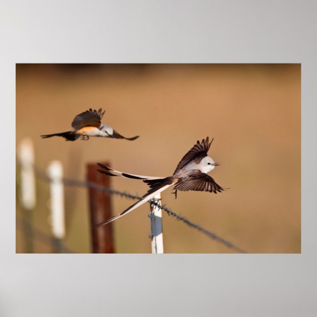 Affiches Scissor-Tailed Flycatchers (Tyrannus Forficatus) (Devant)