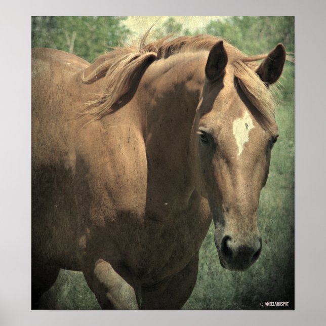 Affiches Scotch (Devant)