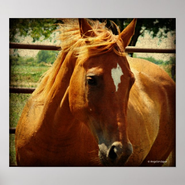 Affiches Scotch (Devant)