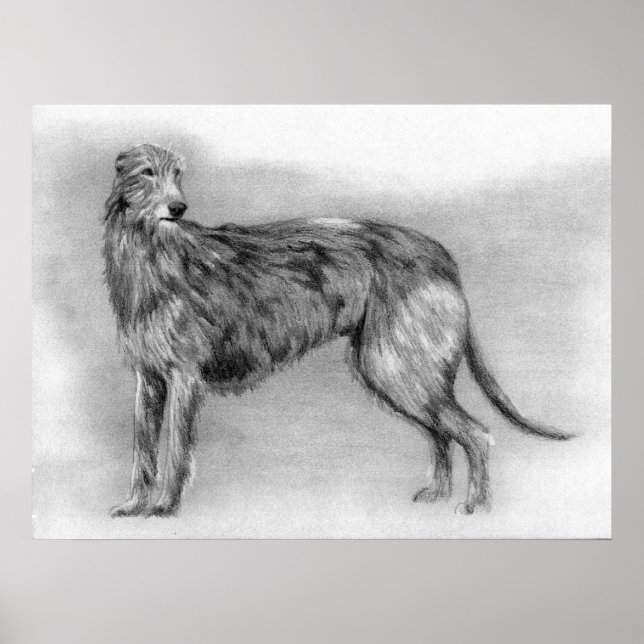 Affiches Scottish Deerhound Portrait de chien (Devant)