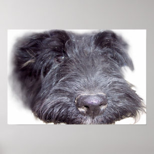 Affiches Scottish Terrier noir, tête de chien gros nez