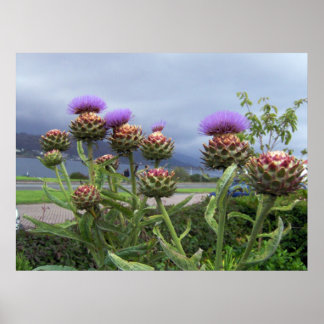Affiches Scottish Thistle