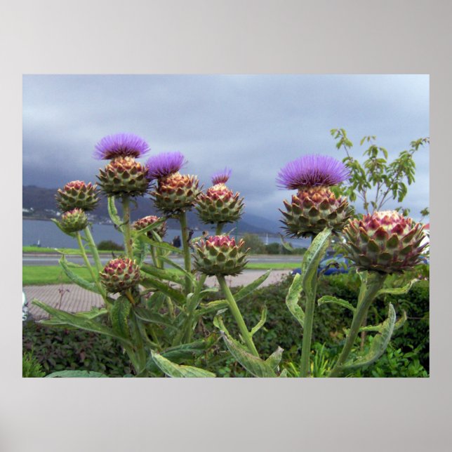 Affiches Scottish Thistle (Devant)