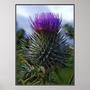 Affiches Scottish Thistle Fine Art Photographie