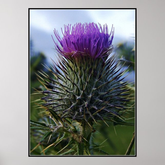 Affiches Scottish Thistle Fine Art Photographie (Devant)