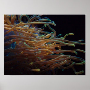 Affiches Sea anemones