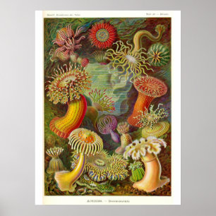 Affiches Sea Anemones Vintage Illustration