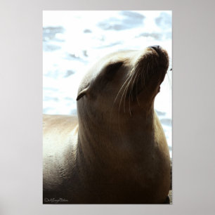 Affiches Sea Lion 2